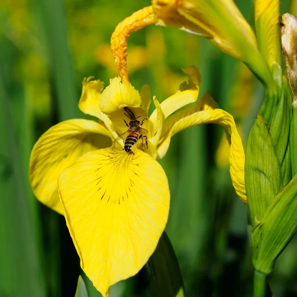 Closeup Honey Bee Apis Feeding Yellow Iris Pseudacorus — Stock Photo, Image