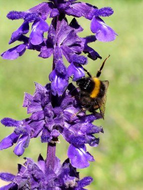 Macro orange and black bumblebee (Bombus terrestris) feeding on blue salvia flower