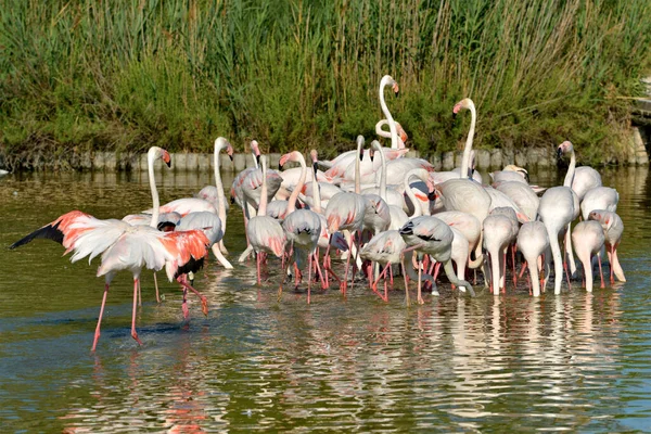 Group Flamingos Phoenicopterus Ruber Water Camargue Natural Region Located South — Stock Photo, Image