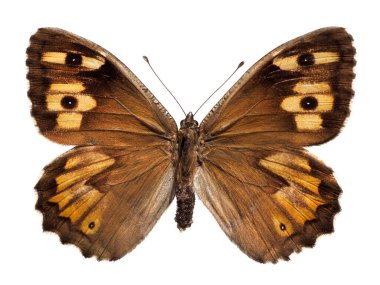 Beyaz arka plan üzerinde izole makro Grayling kelebek (Hipparkhia semele)