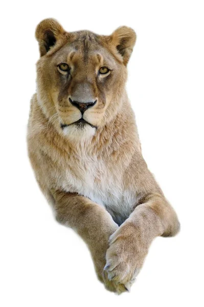Portrét Lvice Panthera Leo Izolované Bílém Pozadí Zkříženýma Nohama — Stock fotografie