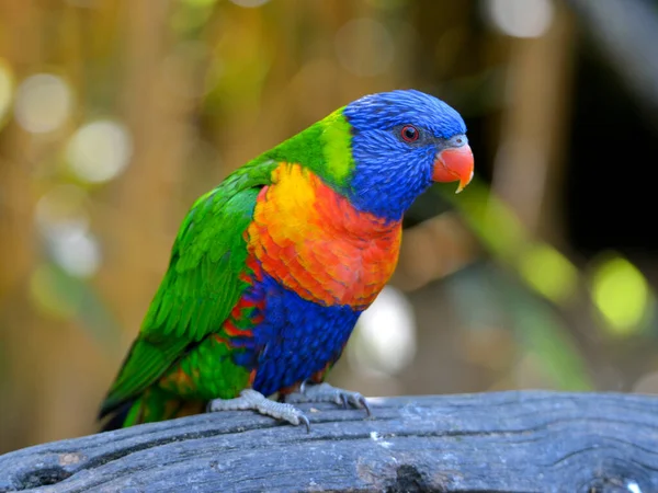 Multicolor Coconut Lorikeet Trichoglossus Haematodus Moluccanus Also Known Green Naped — Stock Photo, Image