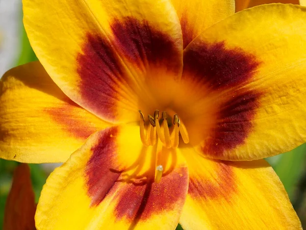 Macro Yellow Daylily Hemerocallis Stamens — Stock Photo, Image