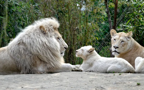 砂の地面に横たわっている白いライオンの家族 Pantheraレオ — ストック写真