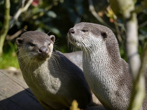 Portret Van Twee Gladde Otters Lutrogale Perspicillata — Stockfoto