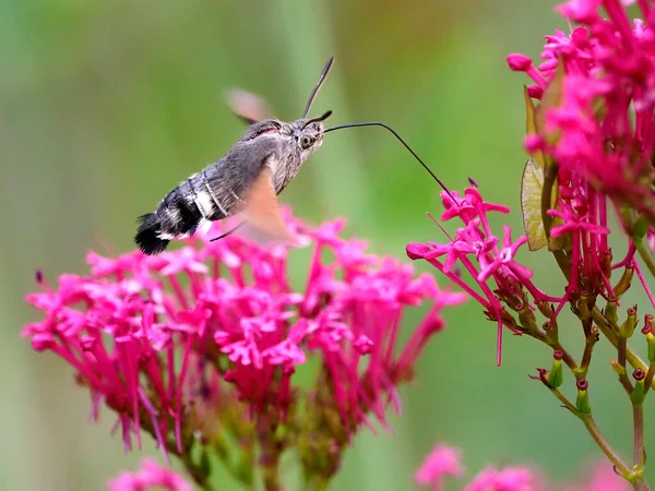 Closeup Hummingbird Hawk Moth Butterfly Macroglossum Stellatarum Feeding Red Valerian — Zdjęcie stockowe