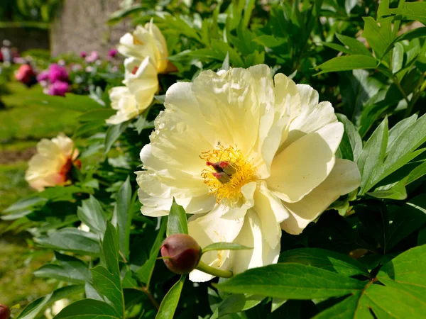 Närbild Vita Och Gula Kinesisk Pion Blomma Paeonia Lactiflora — Stockfoto