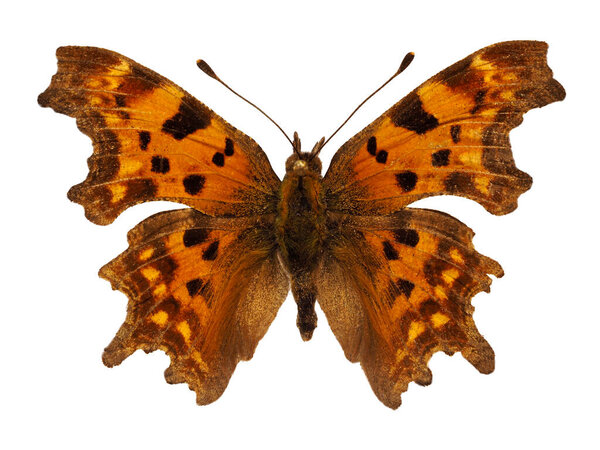 Small tortoiseshell btterfly (Aglais urticae) isolated on white background, is a butterfly of the family Nymphalidae. Adults feed on nectar and may hibernate over winter; in warmer climates they may have two broods in a season 