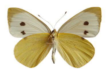 Dişi büyük beyaz kelebek, lahanalı kelebek ya da lahanalı beyaz (Pieris brassicae) olarak da bilinir, açık kanatlar ve aşağıdan beyaz arka planda izole bir şekilde görülür.