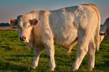 Profil boğası (Bos) gün batımı ışığında Fransa 'nın üst Normandiya' sında duruyor