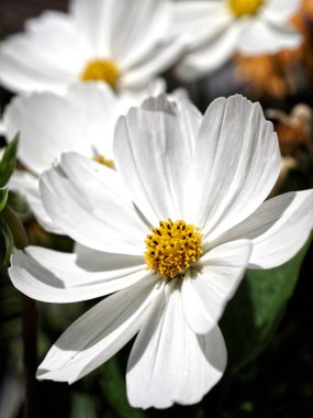  Fransız bahçesinde beyaz kozmos bipinnatus çiçeği.