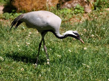 Matmazel Crane (Anthropoides Virgo) profilden görüldü ve çimlerin üzerinde yürüyor