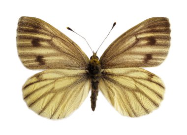 Yeşil damarlı beyaz kelebek koyu renk formu (Pieris napi), açık kanatlar ve beyaz arka planda izole edilmiş