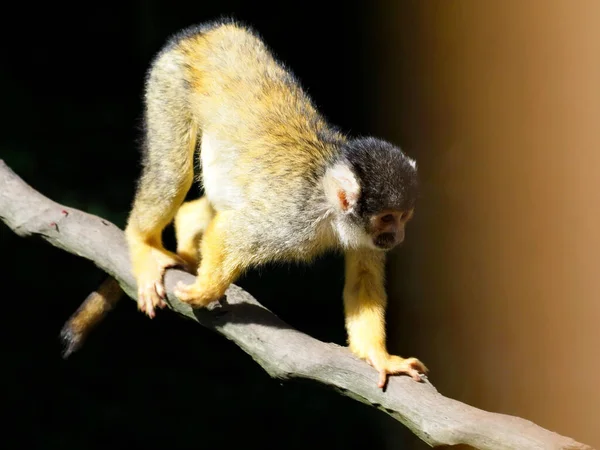 黑冠松鼠猴 Saimiri Boliviensis 在树枝上行走 — 图库照片