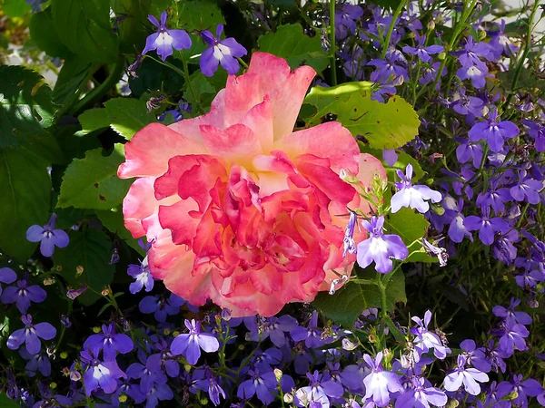 フランスの庭にある青いロベリアの花の間にピンクのバラの花の閉鎖 — ストック写真