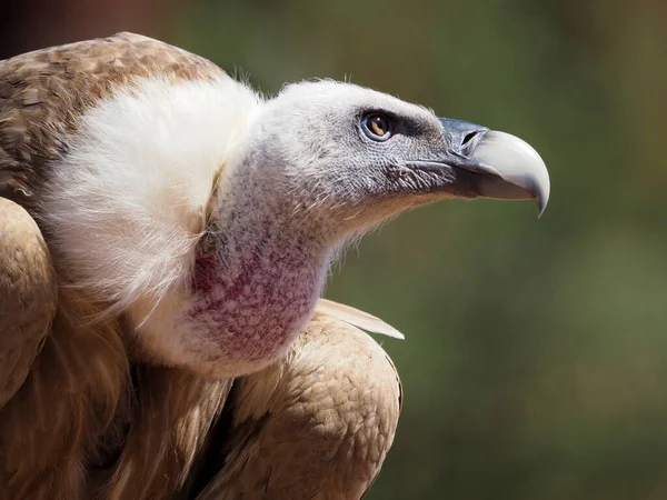 Portrait Griffon Vulture Gyps Fulvus Seen Profile — Stok Foto