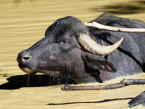 Closeup water buffalo (Bubalus bubalis) swimming in pond