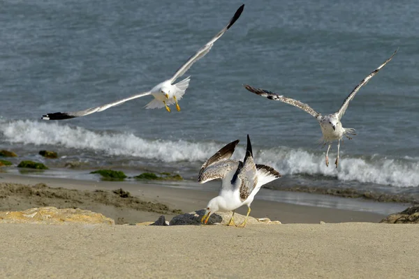 Group Yellow Legged Gull Larus Michahellis Beach Adults Juvenile Camargue — Stock Photo, Image