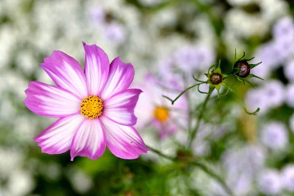 Closeup Pink Cosmos Bipinnatus Flower Two Buds Seen — Stock Photo, Image