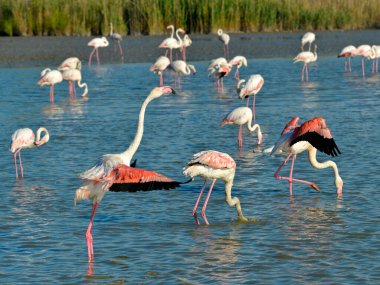 Camargue, Fransa 'nın Arles şehrinin güneyinde, Akdeniz ile Rhne deltasının iki kolu arasında yer alan doğal bir bölgedir.