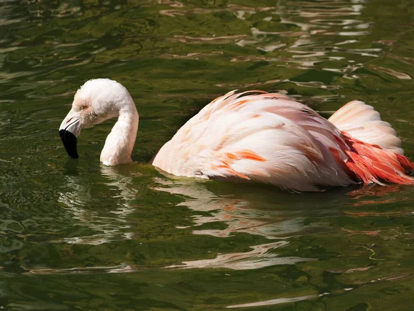 Фламинго Phoenicopterus Ruber Купается Воде Просматривается Профиля — стоковое фото