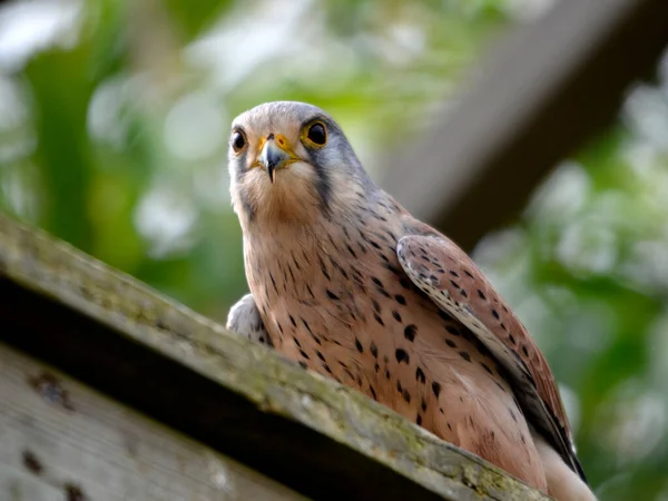 Kestrel Europeu Falco Tinnunculus Também Conhecido Como Kestrel Eurasiano Kestrel — Fotografia de Stock