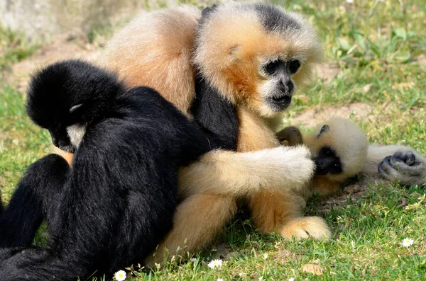 Zbliżenie Czarno Złote Gibbbony Hylobates Concolor Lub Nomascus Concolor Siedzenia — Zdjęcie stockowe