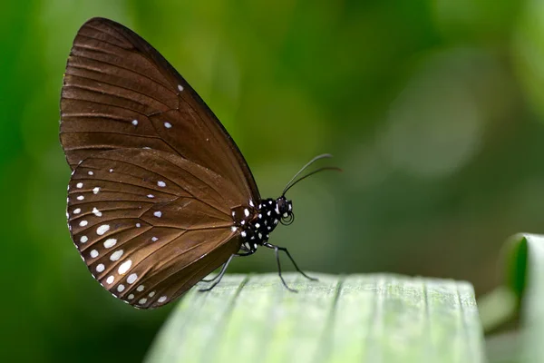 Euploea Modesta Mariposa Sobre Hoja Vista Desde Perfil —  Fotos de Stock