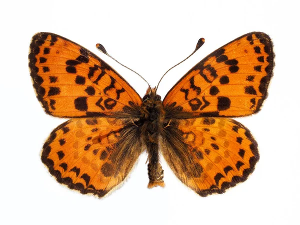 Męski Krzemień Plamisty Lub Motyl Fritillary Czerwonym Paśmie Melitaea Didyma — Zdjęcie stockowe