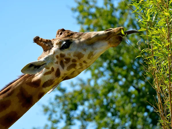 Portret Profil Żyrafa Giraffa Camelopardalis Jedzenie Pozostawia — Zdjęcie stockowe