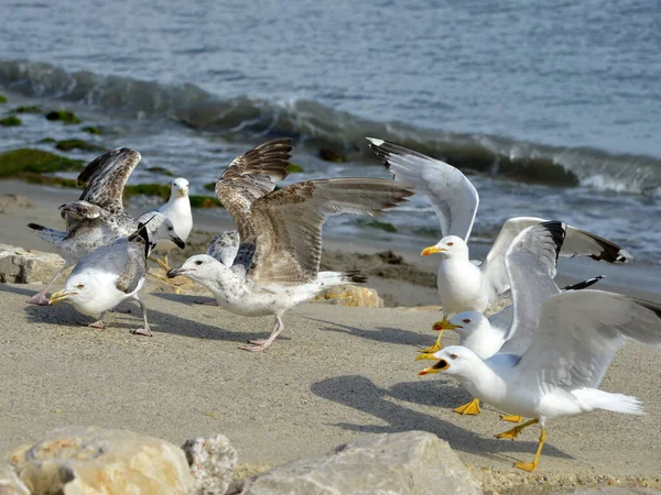 Grupo Gaivota Pernas Amarelas Larus Michahellis Praia Adultos Juvenis Camargue — Fotografia de Stock