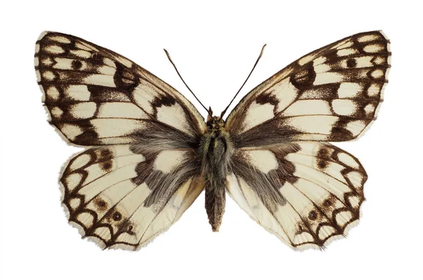 Mariposa Blanca Mármol Esper Melanargia Russiae Aislada Sobre Fondo Blanco —  Fotos de Stock