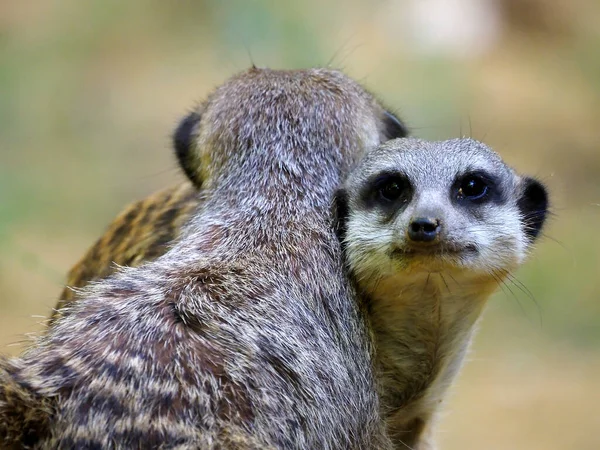 Portrét Meerkaty Nebo Suricates Suricata Rod Mangoose Která Endemická Pro — Stock fotografie