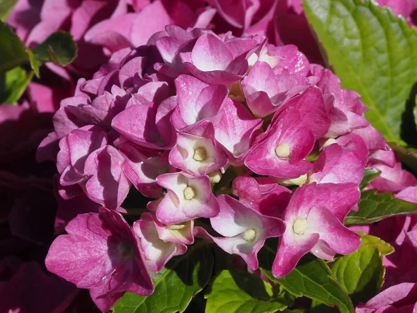 Closeup Red Hydrangea Macrophylla Flower Hortensia French Garden — Stock Photo, Image