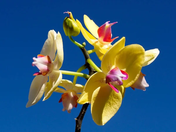 Nahaufnahme Gelbe Und Rote Orchideen Orchis Auf Blauem Himmelshintergrund — Stockfoto