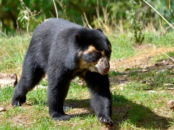 壮大なクマと草の上を歩くとしても知られているアンデスクマ Tremarctos Ornatus — ストック写真