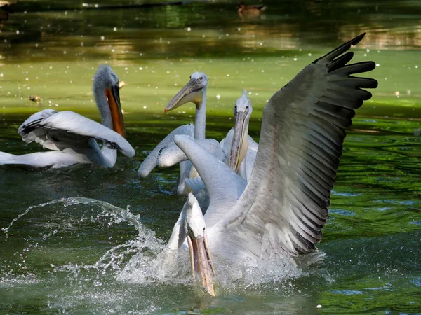 Closeup Pelicanos Dálmatas Pelecanus Crispus Com Bico Aberto Jogando Uma — Fotografia de Stock