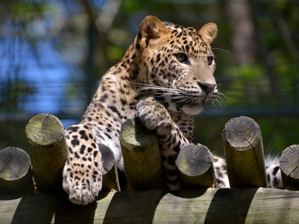 Closeup Sri Lanka Leopard Panthera Pardus Kotiya View Front Lying — Stock Photo, Image