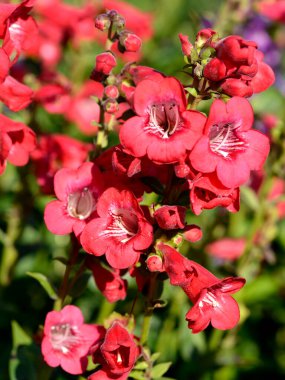 Kırmızı sakaldil çiçekleri (Penstemon) bir bahçede