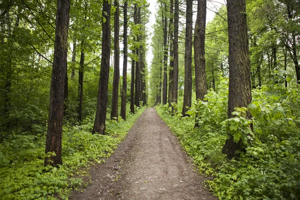 Forest path Royalty Free Stock Images