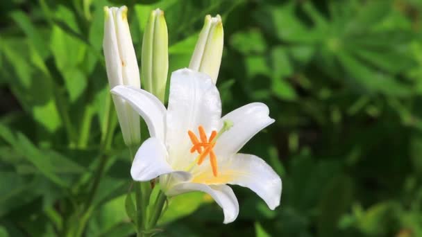 Blume einer weißen Lilie in einem Garten — Stockvideo