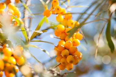 Deniz topalak meyve yakın Şubesi