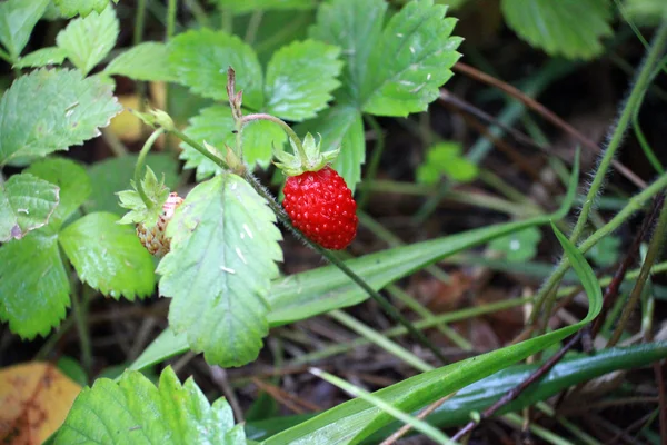 Strawberries on a branch — Stock Photo, Image