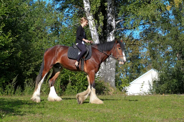 Ragazza e cavallo . — Foto Stock