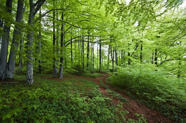 Pădure — Fotografie, imagine de stoc