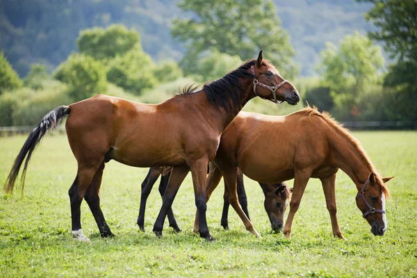 Caballos —  Fotos de Stock