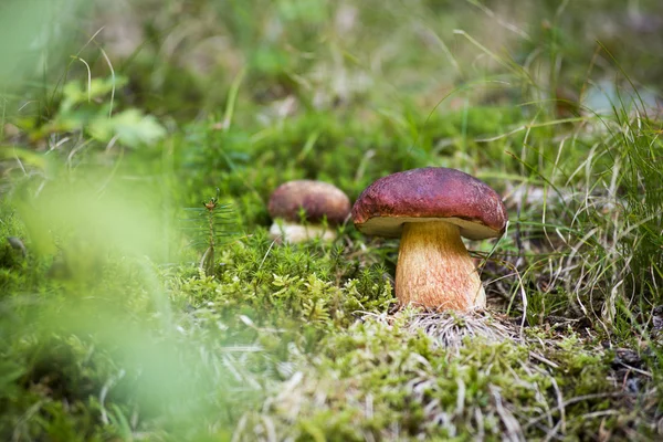 Mushrooms — Stock Image Mushrooms Stock Photo