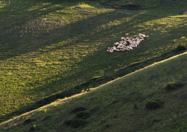 shheps Toskana