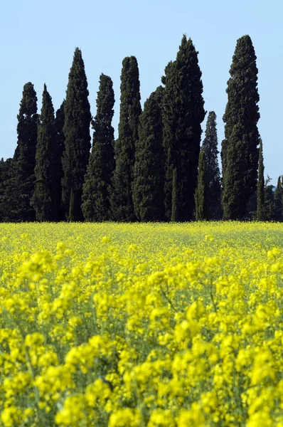 Árvores ciprestes no campo amarelo — Fotografia de Stock