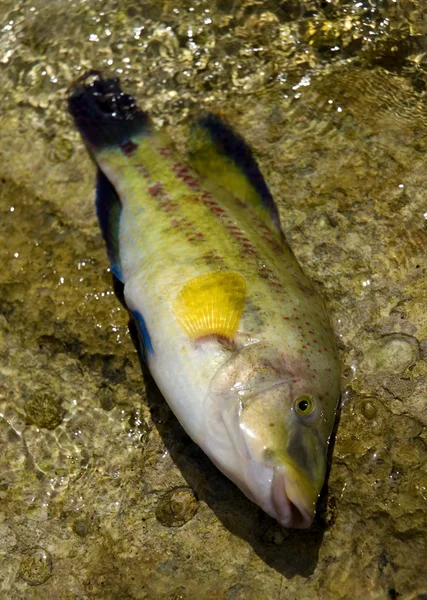 Peixe — Fotografia de Stock